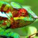 Perfect adptability Cameleon