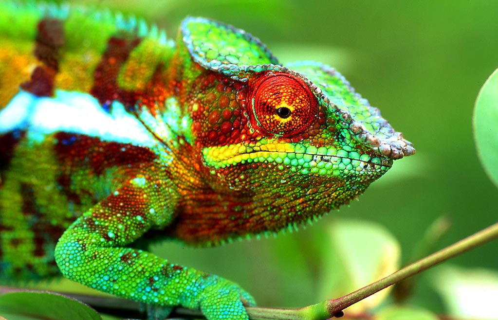 Perfect adptability Cameleon